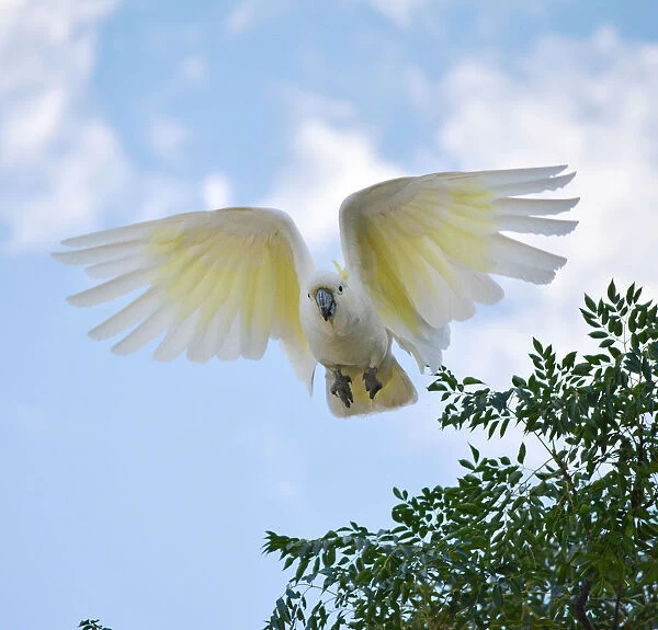 Sulpher crested cockatoo
