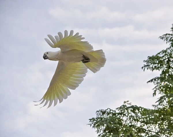 Sulpher crested cockatoo in flight