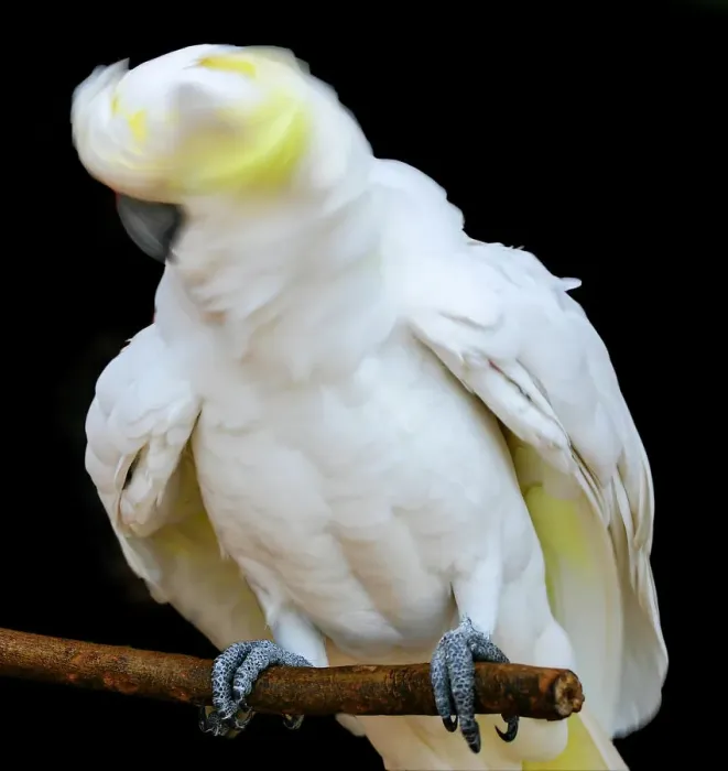 Framed Print : Sulphur Crested Cockatoo Head Shake