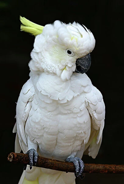 Sulphur crested cockatoo perched on a twig
