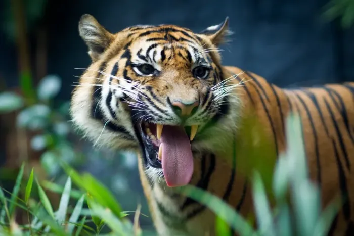 Framed Print : Sumatran tiger Framed Print : Sumatran tiger