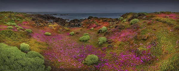 Summer blooms, Cape Wickham, King Island, Bass Strait, Tasmania, Australia