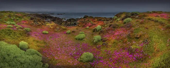 Framed Print : Summer blooms, Cape Wickham, King Island, Bass Strait, Tasmania, Australia Framed Print : Summer blooms, Cape Wickham, King Island, Bass Strait, Tasmania, Australia