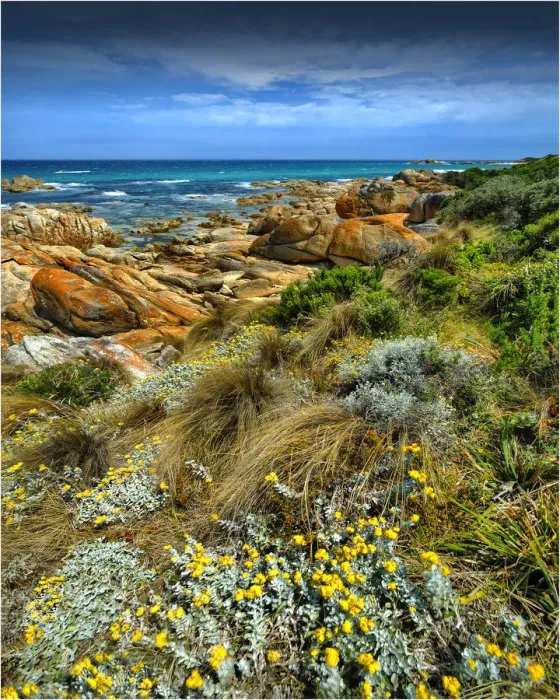 Framed Print : Summer blooms, Croajigalong national park, Victoria, Australia