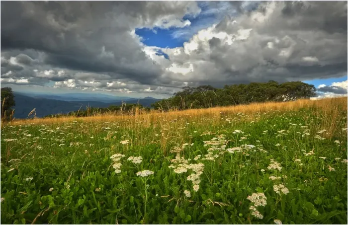 Framed Print : Summer blooms, Mount Buller, Victoria, Australia Framed Print : Summer blooms, Mount Buller, Victoria, Australia