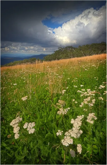 Framed Print : Summer blooms, Mount Buller, Victoria, Australia