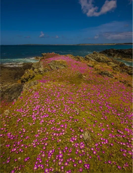 Framed Print : Summer blooms of Pig-face at Seal Bay, King Island, Bass Strait Tasmania, Australia Framed Print : Summer blooms of Pig-face at Seal Bay, King Island, Bass Strait Tasmania, Australia
