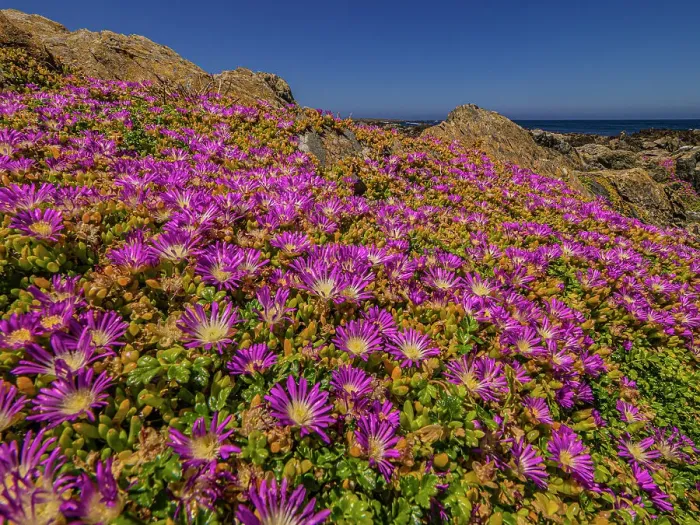 Framed Print : Summer blooms of wildflowers, at stokes point on the southern tip of King Island, Bass Strait, Tasmania, Australia