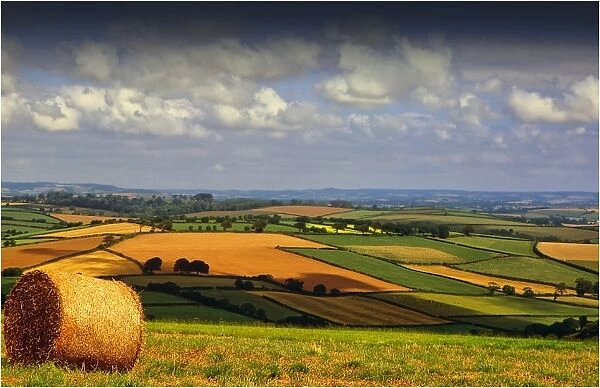 A summer harvest scene in south Devon, England