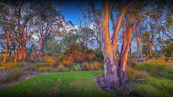Summer light at Hidden Grove, a bushland and beautiful treed setting in Suburban Melbourne