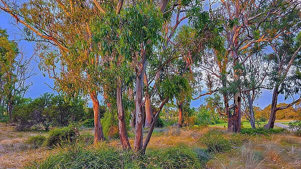 Summer light at Hidden Grove, a bushland and beautiful treed setting in Suburban Melbourne