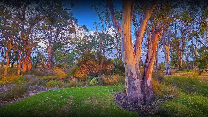 Framed Print : Summer light at Hidden Grove, a bushland and beautiful treed setting in Suburban Melbourne Framed Print : Summer light at Hidden Grove, a bushland and beautiful treed setting in Suburban Melbourne
