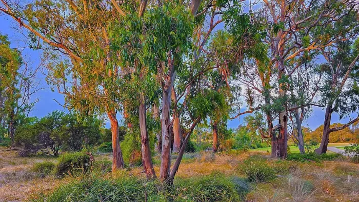 Framed Print : Summer light at Hidden Grove, a bushland and beautiful treed setting in Suburban Melbourne