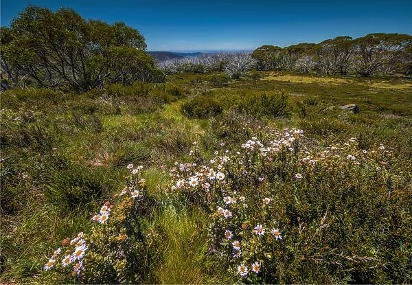 A summer view of Wallaces Hut in the Alpine region of north east Victoria, Australia