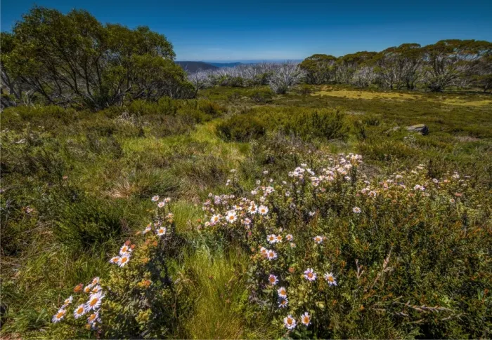 Framed Print : A summer view of Wallaces Hut in the Alpine region of north east Victoria, Australia