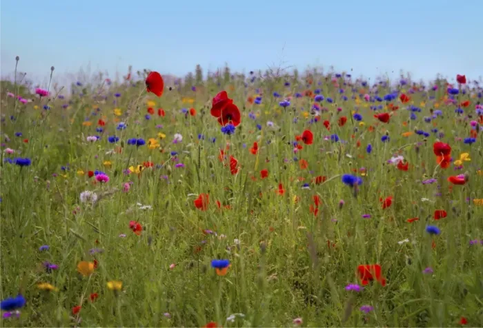 Framed Print : Summer wild flowers