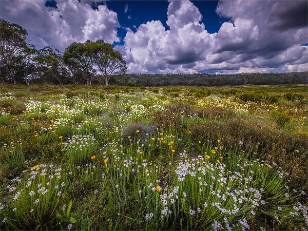 Summer wildflowers blooming in Snowy Mountains meadow at Three mile creek, Kosciuszko national park, Alpine High Country, Southern NSW, Australia