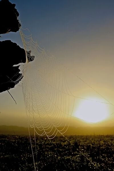 Sun Web. Image of the sun caught in a spiderweb