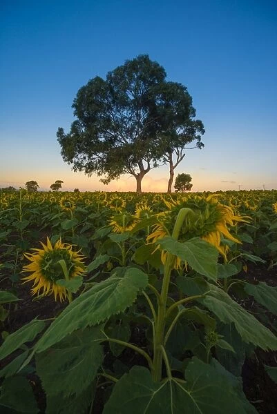 Sunflower at the end of the day