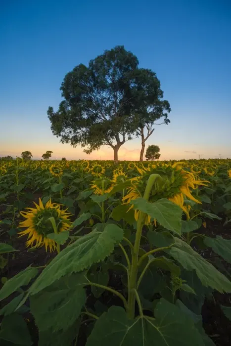 Framed Print : Sunflower at the end of the day