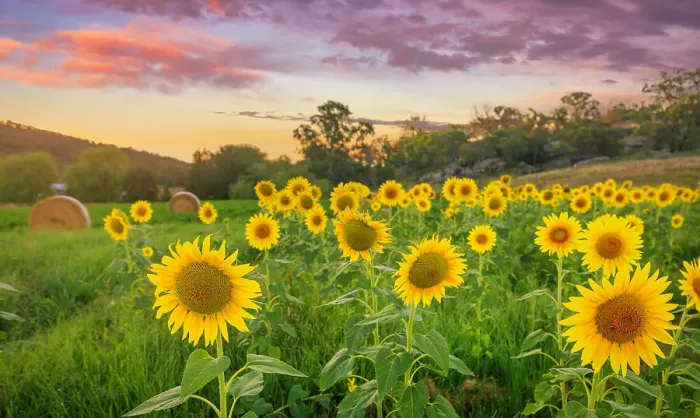 Framed Print : Sunflower sunrise Framed Print : Sunflower sunrise