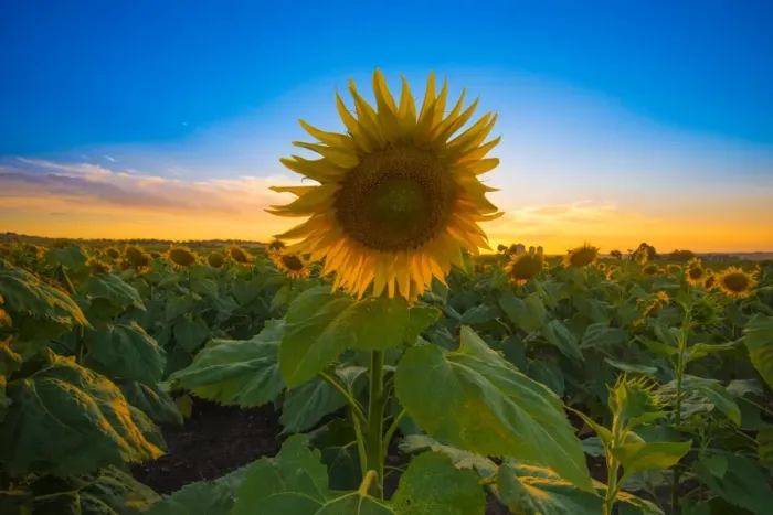 Framed Print : Sunflower during sunset Framed Print : Sunflower during sunset
