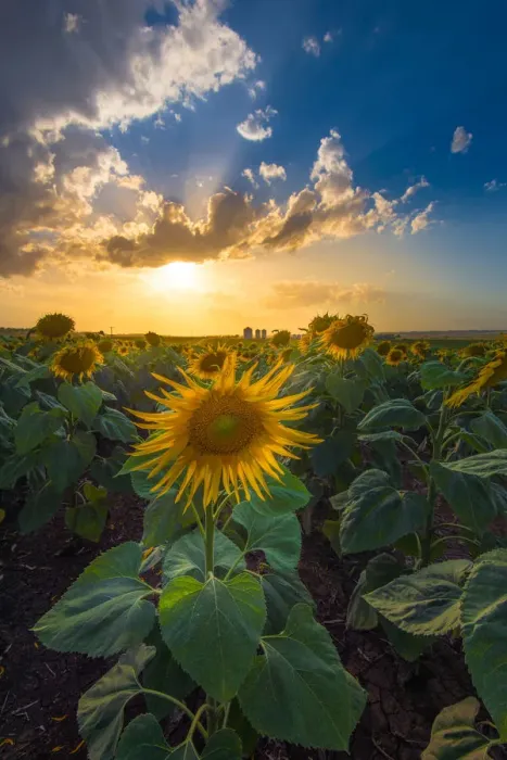 Framed Print : Sunflower with sunset ray