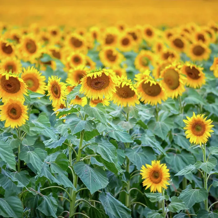 Framed Print : Sunflowers Framed Print : Sunflowers