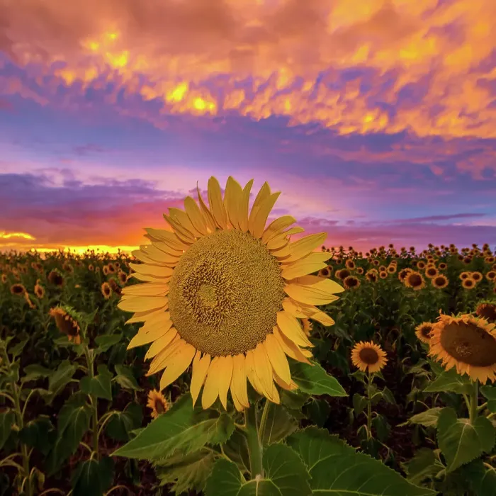 Framed Print : Sunflowers Framed Print : Sunflowers