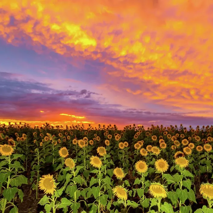 Framed Print : Sunflowers Framed Print : Sunflowers