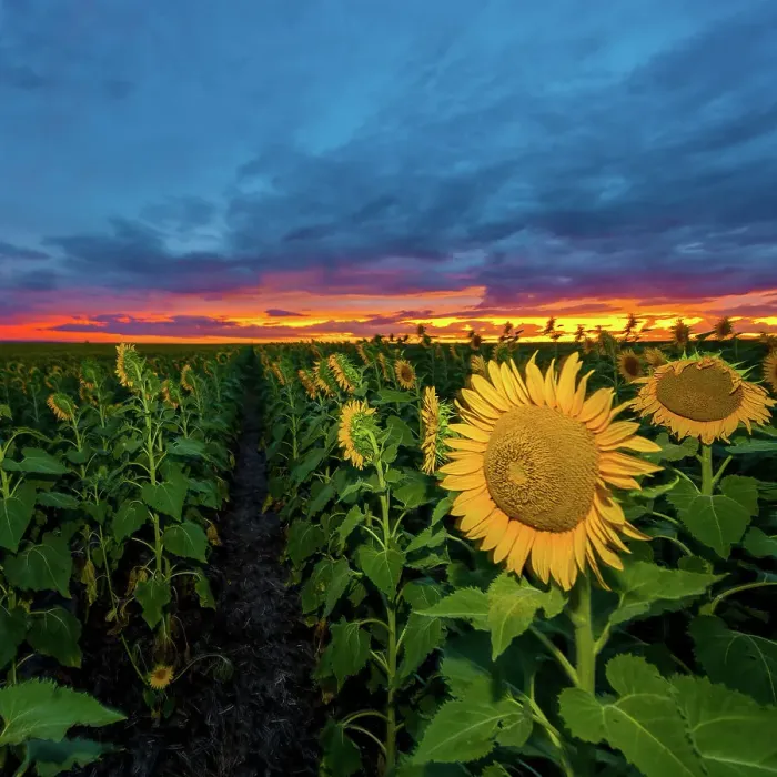 Framed Print : Sunflowers