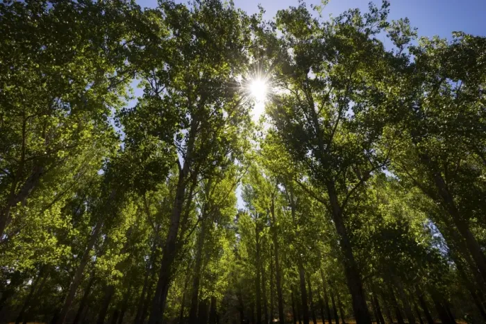 Framed Print : Sunlight through trees