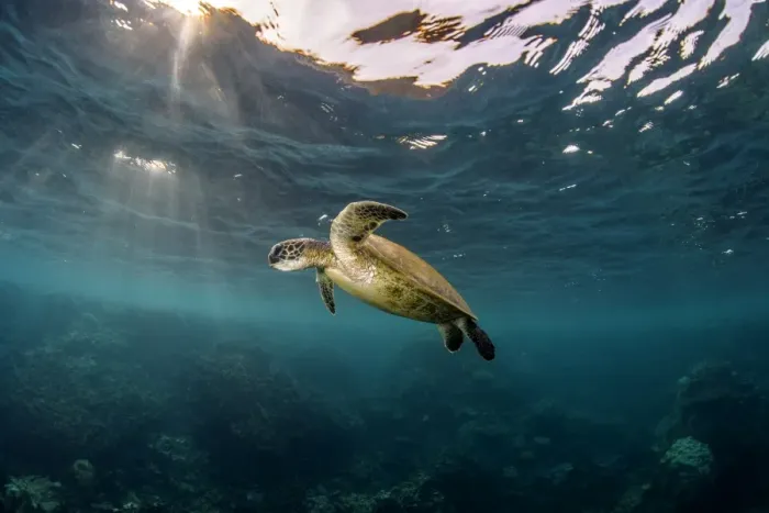 Framed Print : Sunray turtle