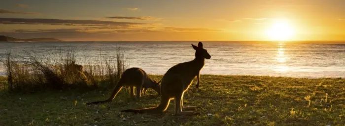 Framed Print : sunrise kangaroo at beach