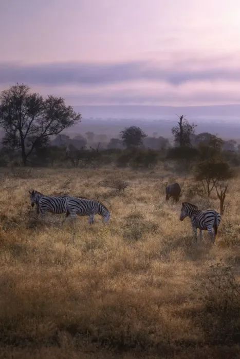 Framed Print : Sunrise With the Zebras & Wildebeest, Kruger National Park, South Africa Framed Print : Sunrise With the Zebras & Wildebeest, Kruger National Park, South Africa