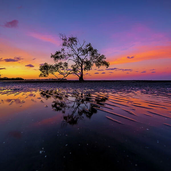 Sunset at the tree