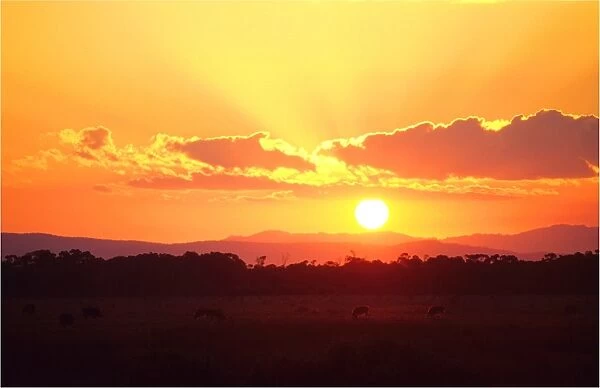 Sunset in the countryside near Yarram, Victoria, Australia