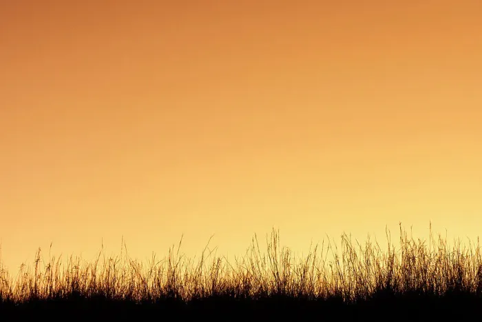 Framed Print : Sunset with grass in silhouette