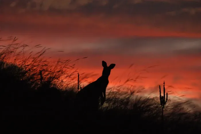 Framed Print : Sunset Kangaroo