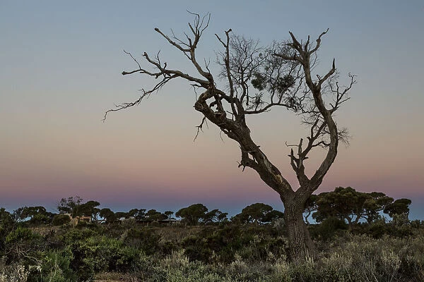 Sunset on the Nullarbor, Western Australia