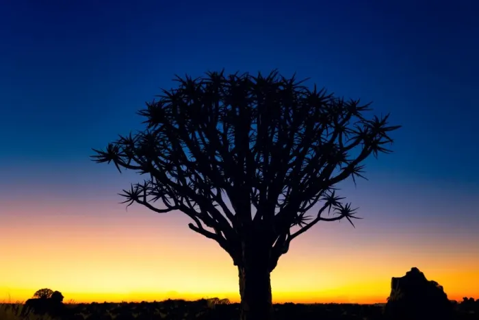 Framed Print : Sunset Silhouette of a Quiver Tree at Giants Playground in Keetsmanshoop, Namibia, Afrika