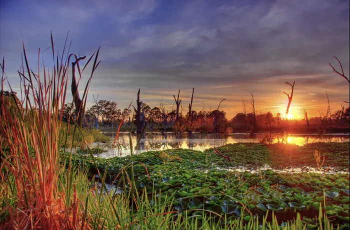 Framed Print : Sunset at swamp Framed Print : Sunset at swamp