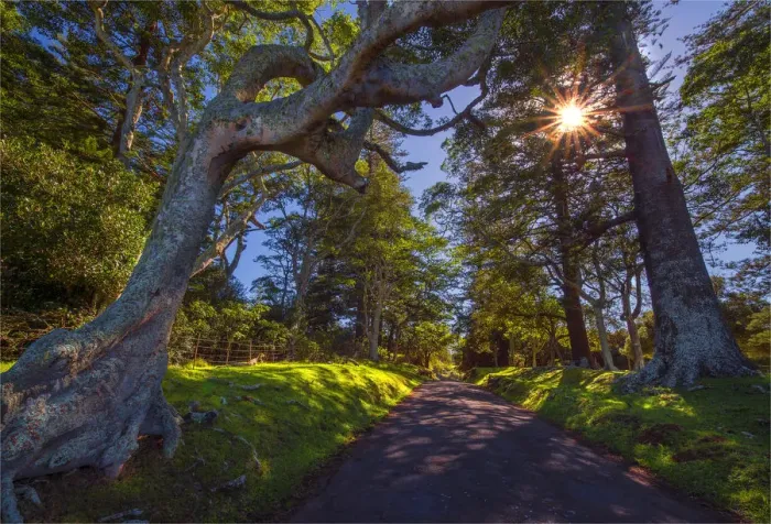 Framed Print : Sunstar on the Anson Bay road, Norfolk Island, South Pacific