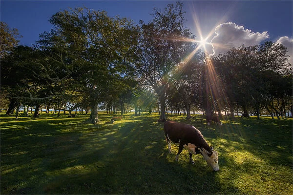 A sunstar appears through the rich pastures of Simons water on the coastline of Norfolk Island