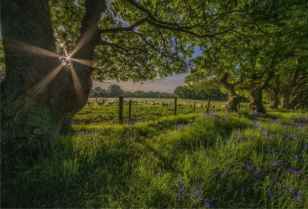 Sunstar Stokeford meadow
