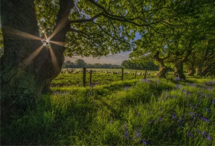 Framed Print : Sunstar Stokeford meadow Framed Print : Sunstar Stokeford meadow