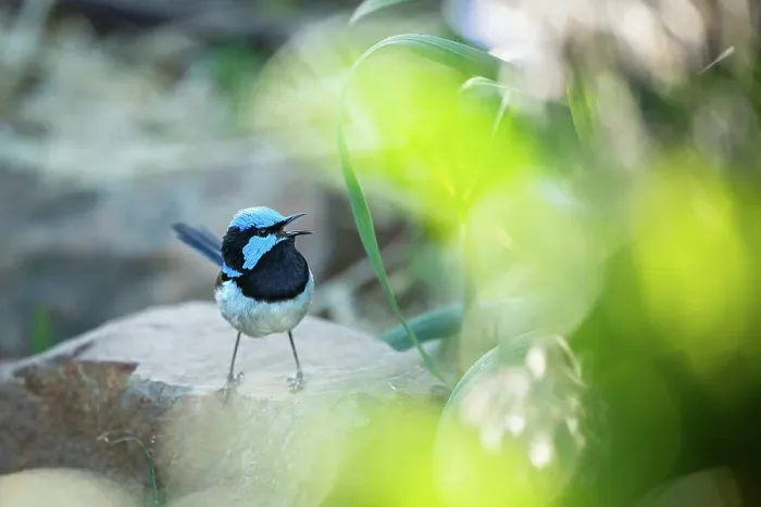 Framed Print : Superb Fairy Wren chirping Framed Print : Superb Fairy Wren chirping