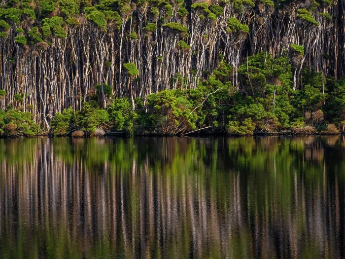 Framed Print : Surprise bay Melaleuca reflections, King Island, Bass Strait, Tasmania, Australia