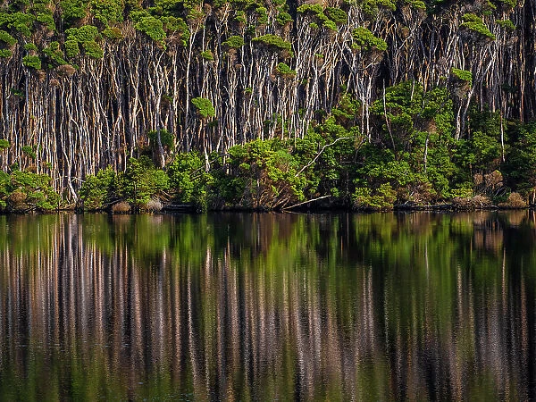 Surprise bay Melaleuca reflections, King Island, Bass Strait, Tasmania, Australia