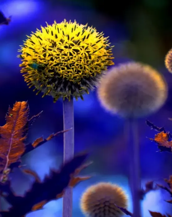 Framed Print : Surreal flowers Framed Print : Surreal flowers
